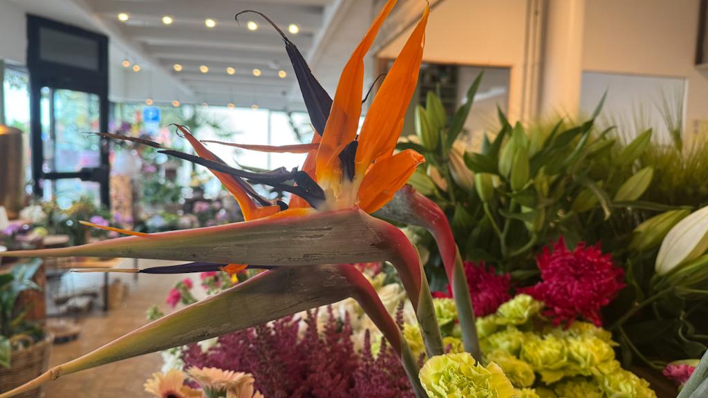 Blumen Schmid, Schorndorfer Straße in Winnenden