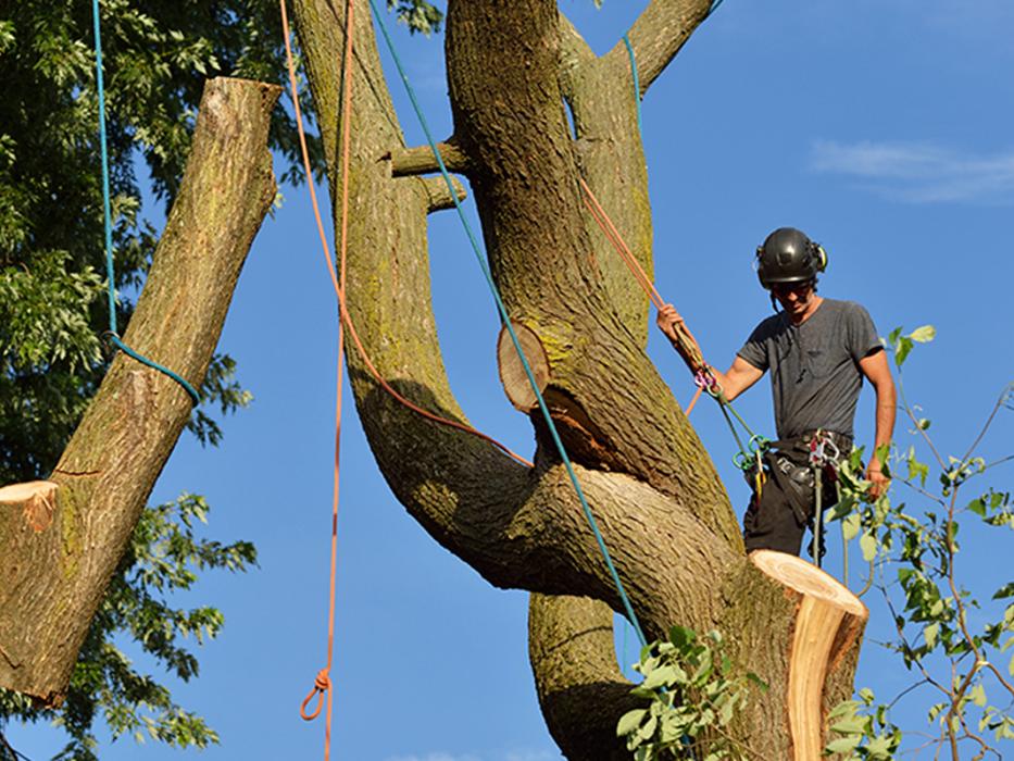 1st Choice R & R Tree Service Image