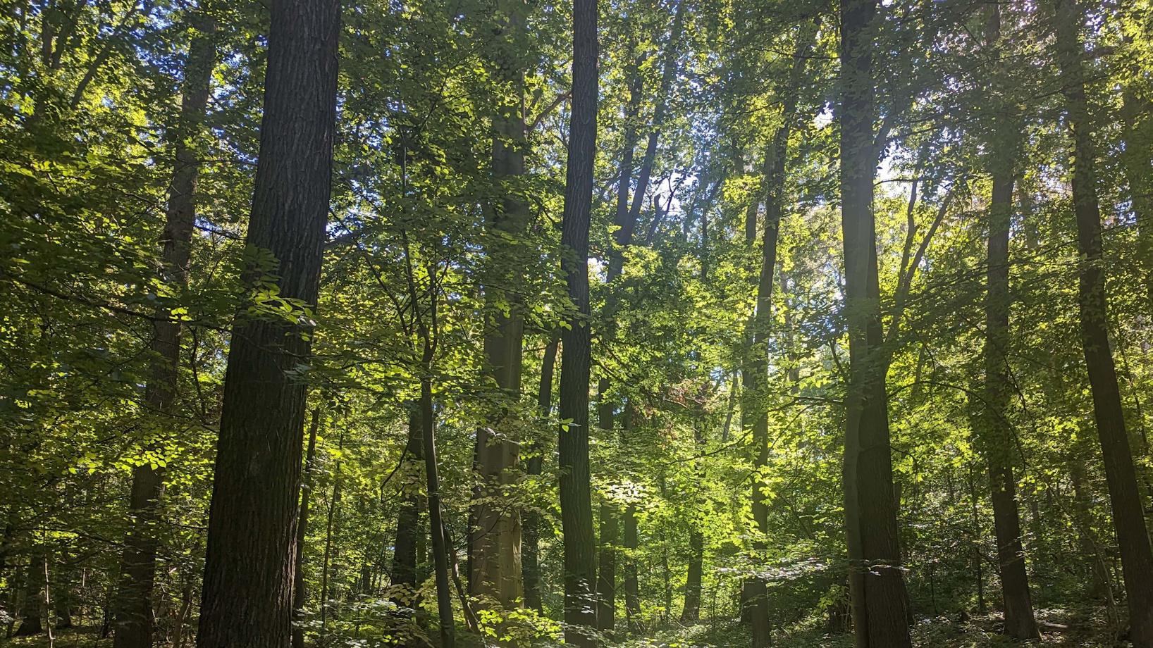 FriedWald Fahner Höhe, Töttelstädter Straße in Bienstädt