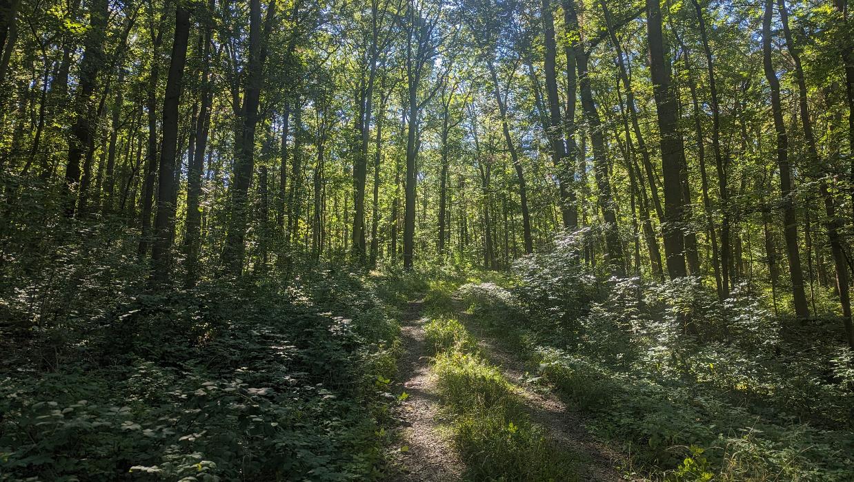 FriedWald Fahner Höhe, Töttelstädter Straße in Bienstädt
