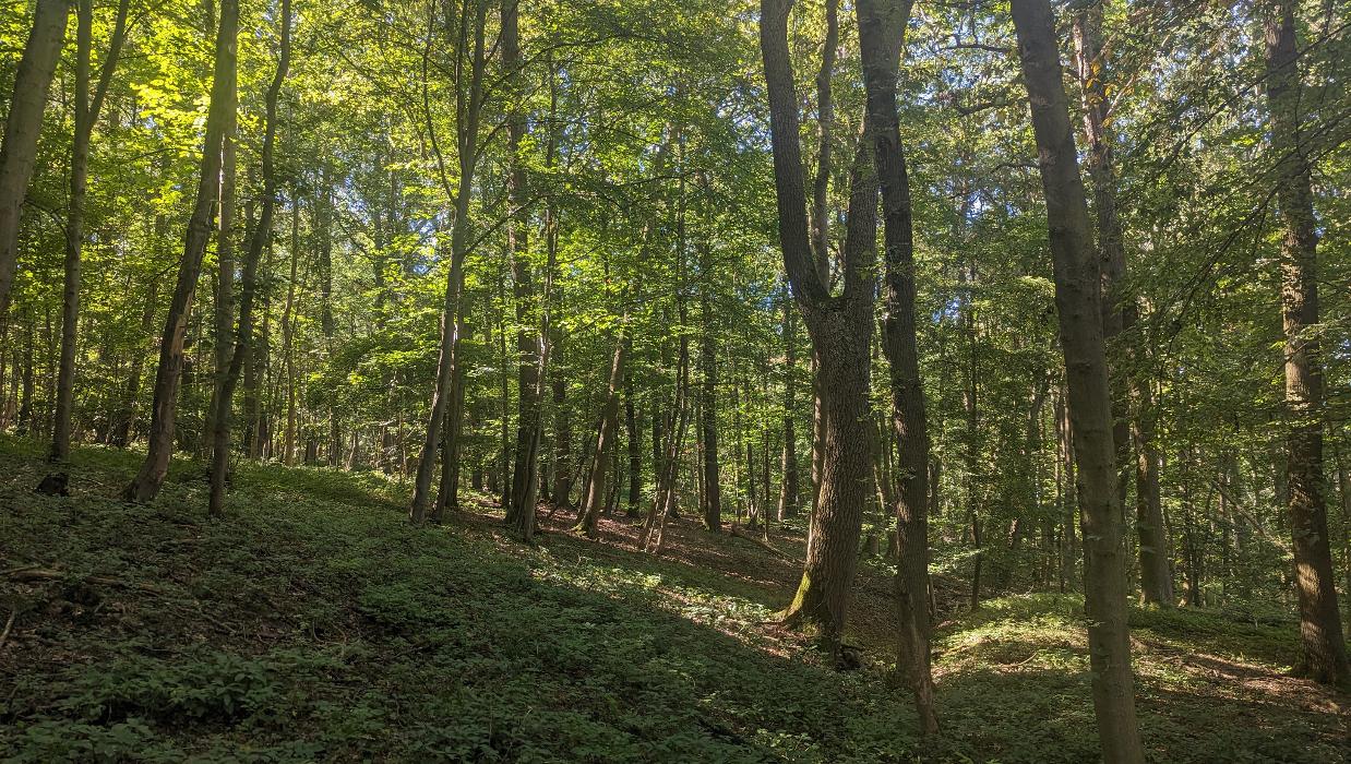 FriedWald Fahner Höhe, Töttelstädter Straße in Bienstädt