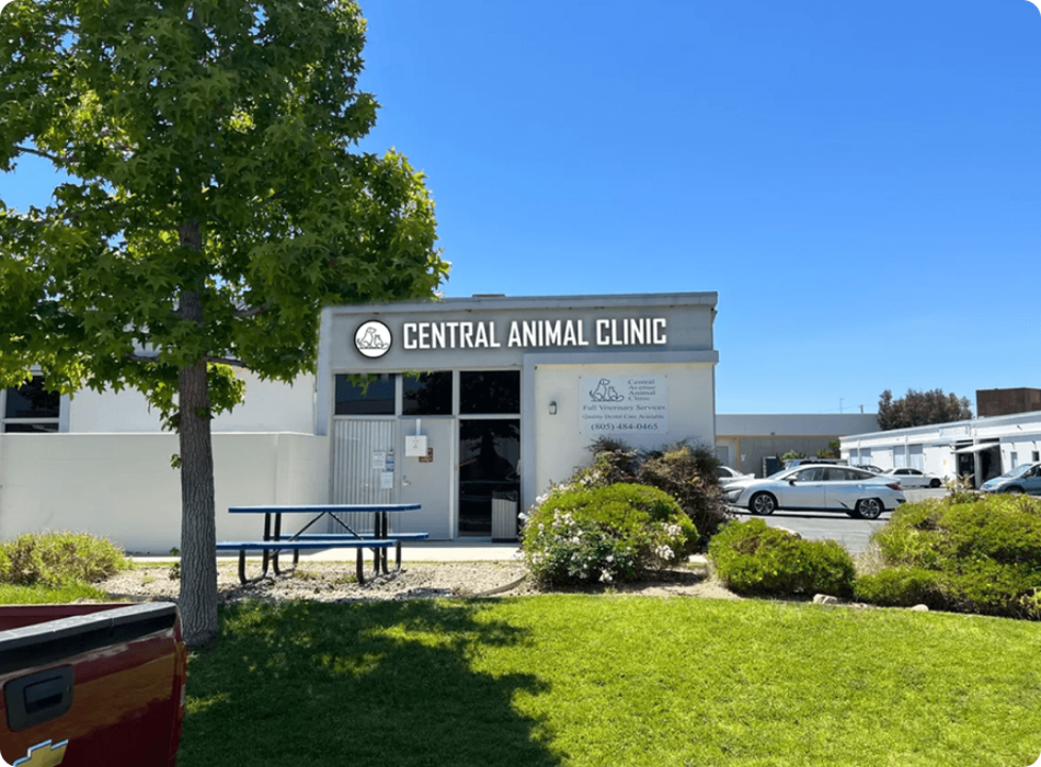 Central Animal Clinic