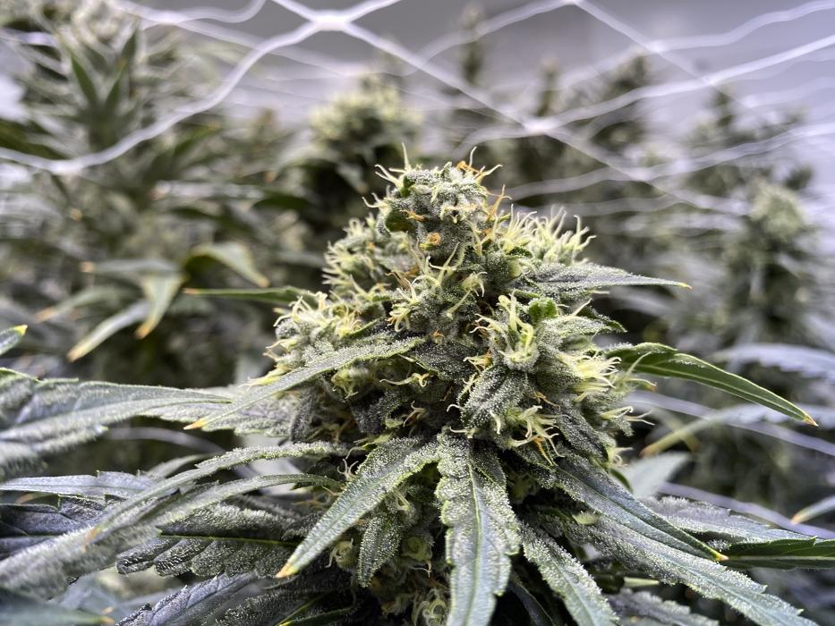 R.Greenleaf Las Cruces - Cannabis Dispensary