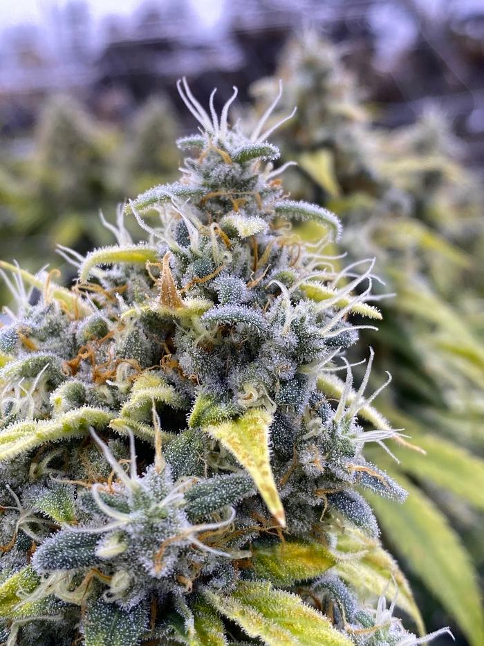 R.Greenleaf Cottonwood - Albuquerque Dispensary