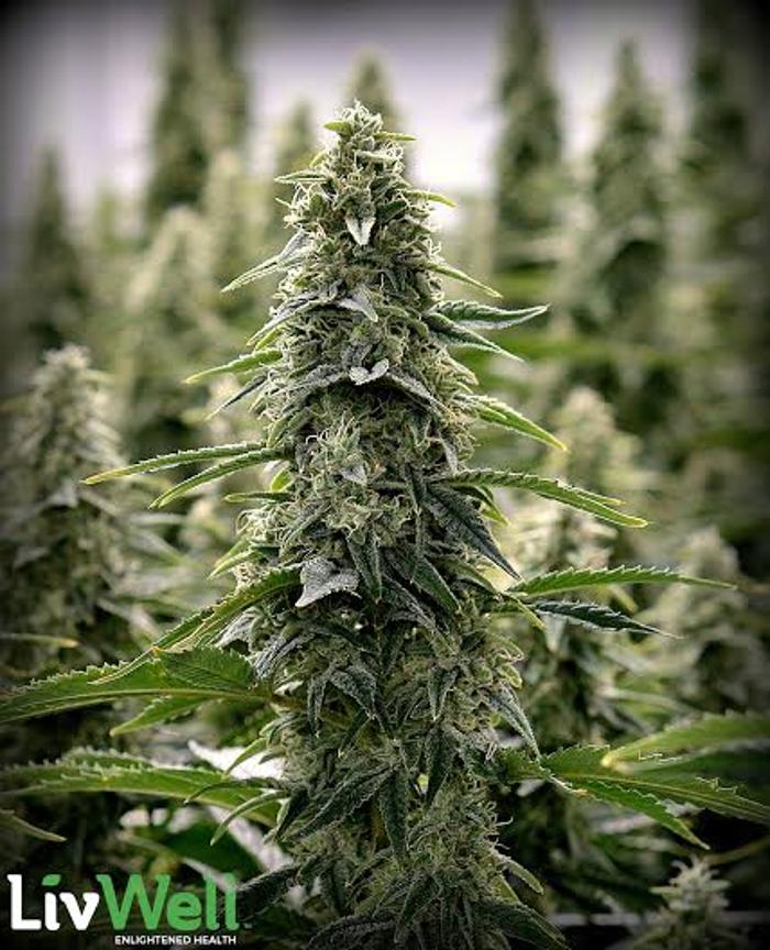 LivWell Dispensary