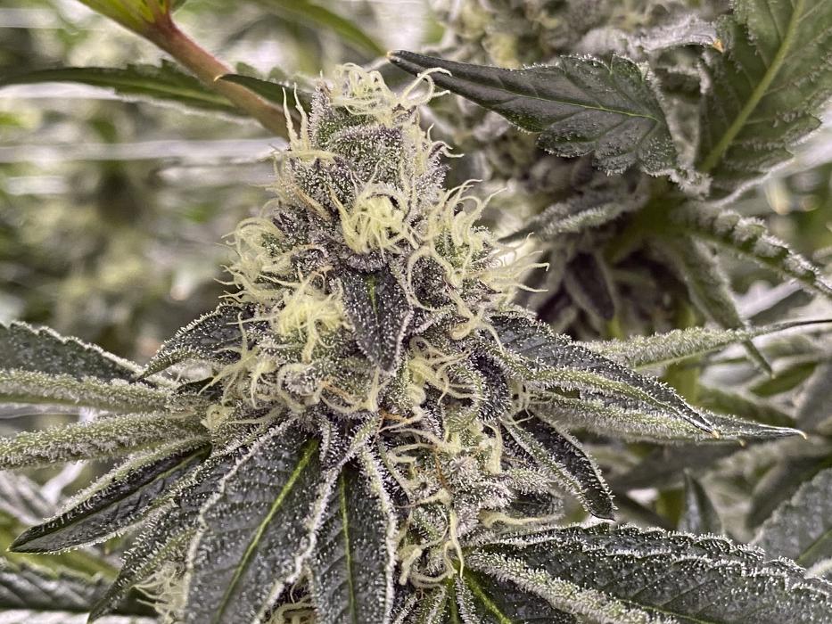 R.Greenleaf Midtown - Albuquerque Cannabis Dispensary