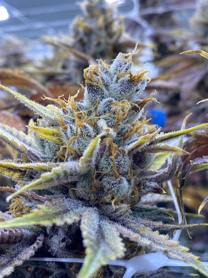 R.Greenleaf Westside - Albuquerque Dispensary