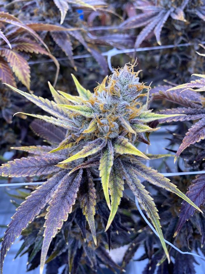 R.Greenleaf Grants - Route 66 Cannabis Dispensary