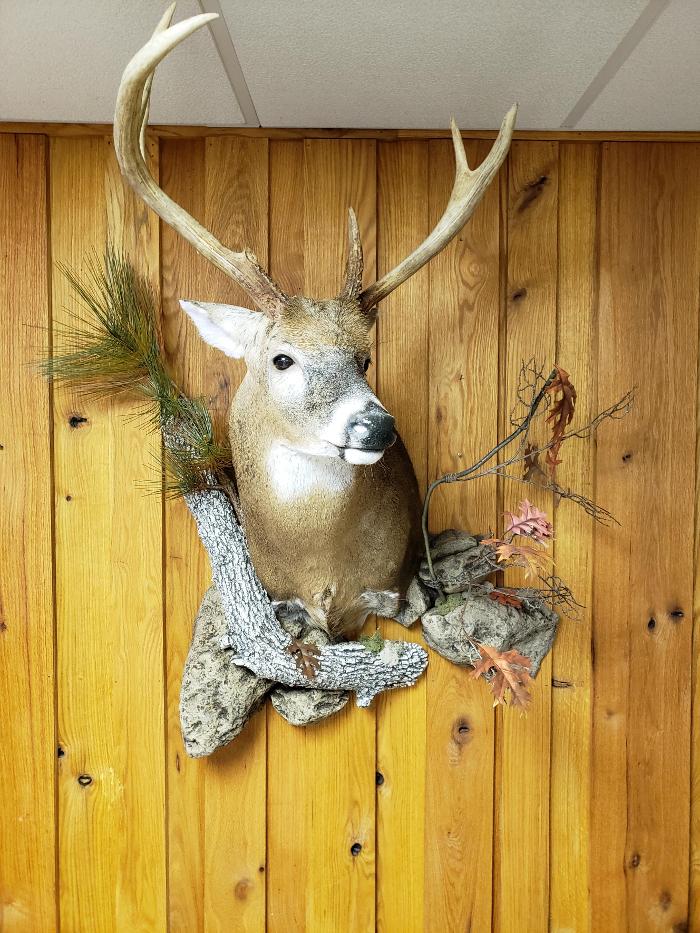 Srk Taxidermy Studio