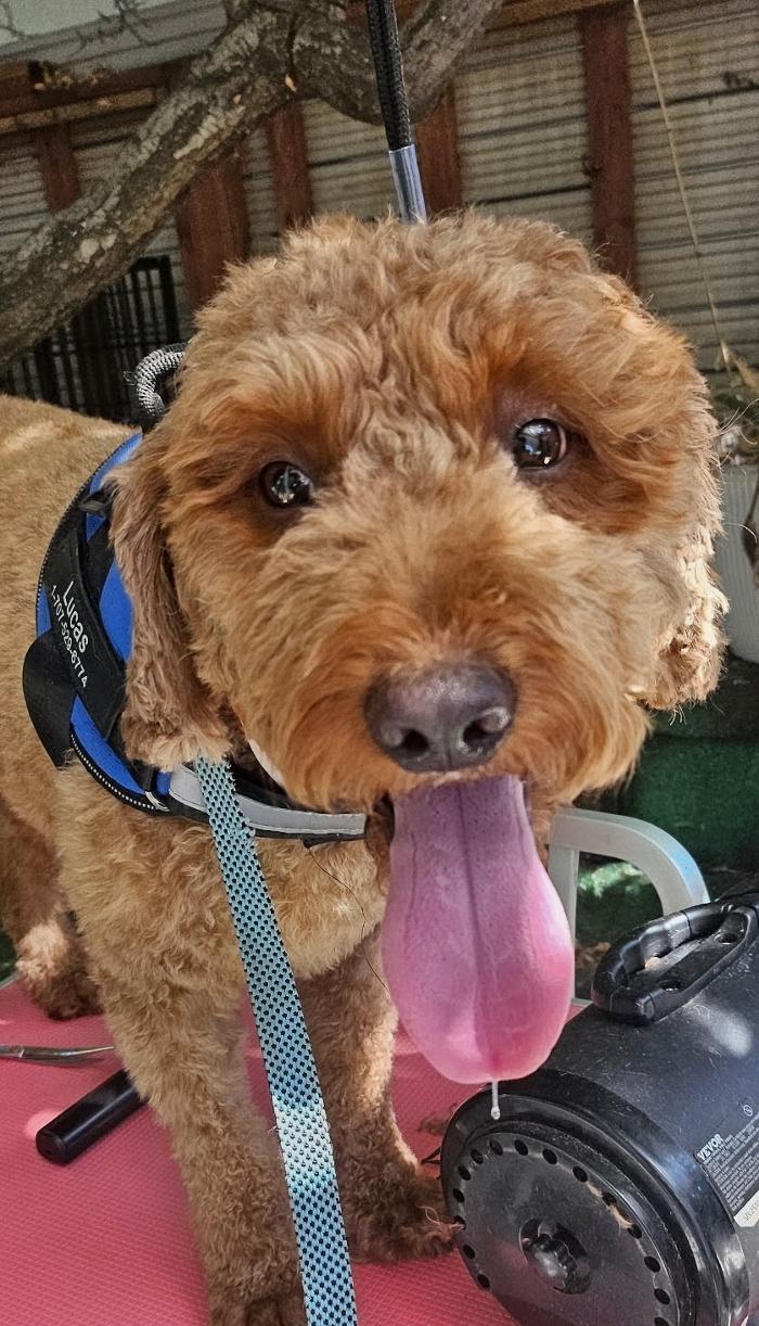 Baxter's Barks & Bubbles