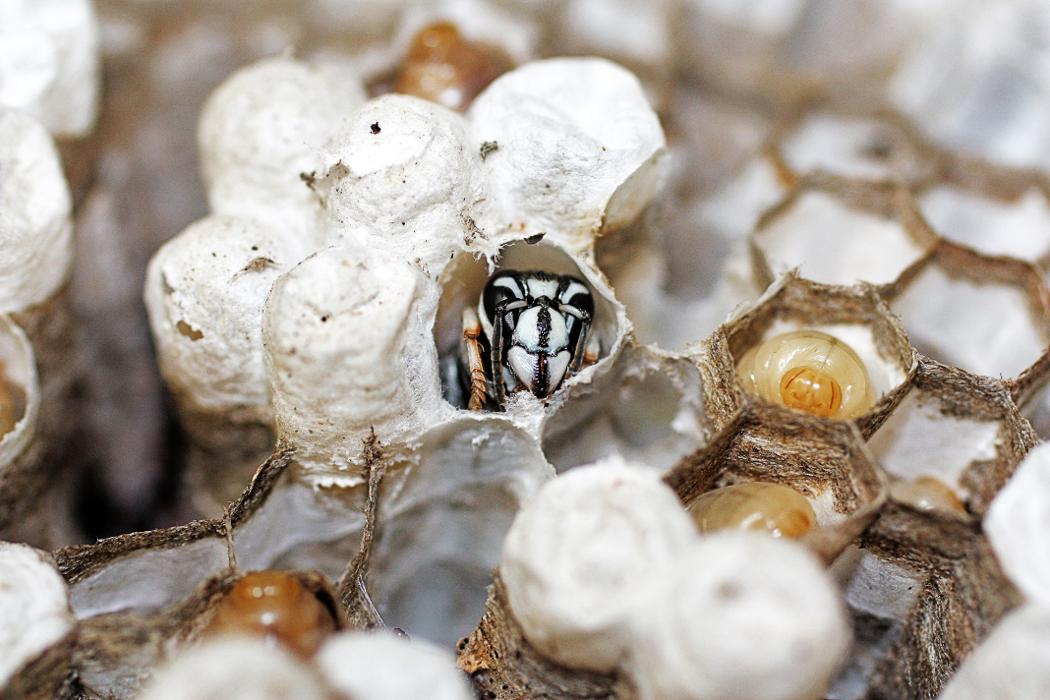 EcoShield Pest Solutions