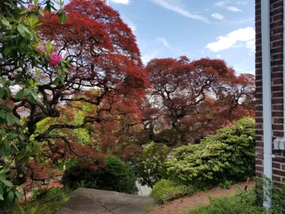 Adept Tree Care