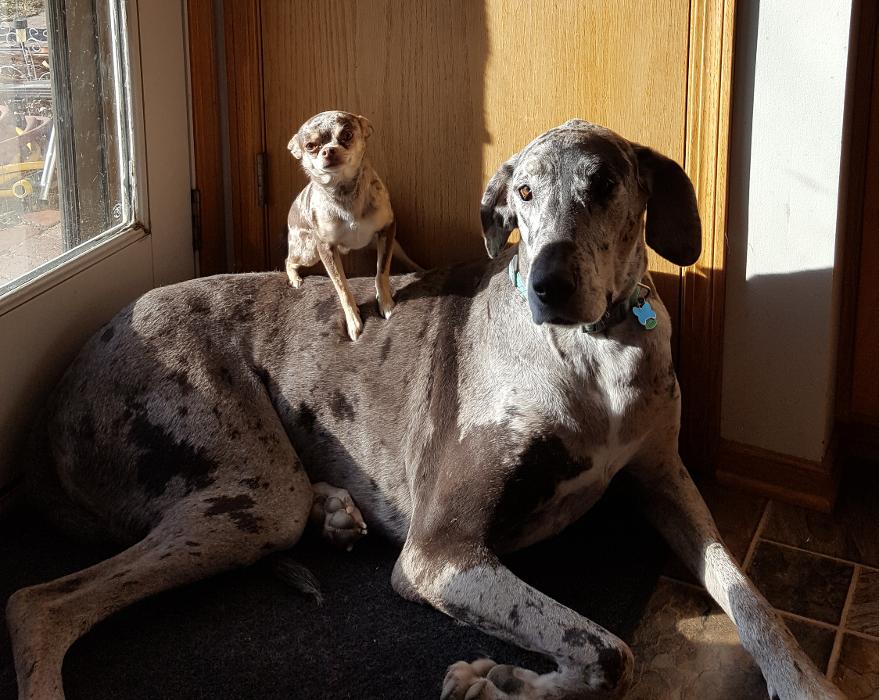 Adams Animal Care