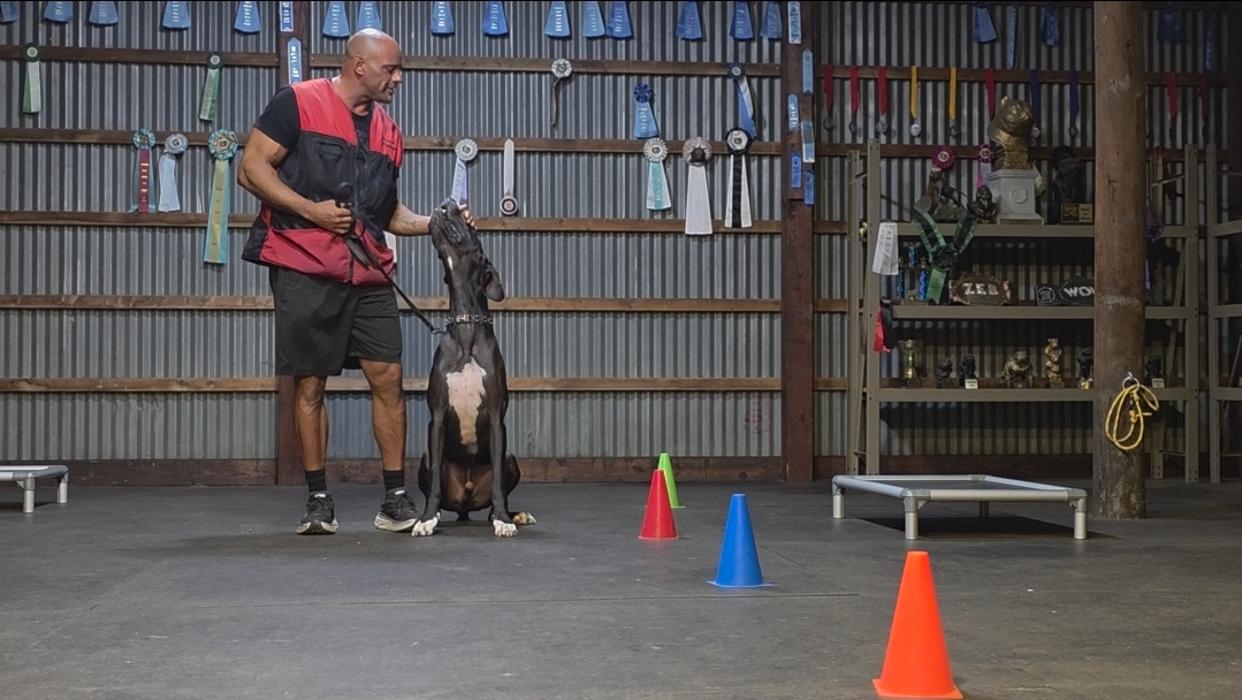 All Breed Dog Training