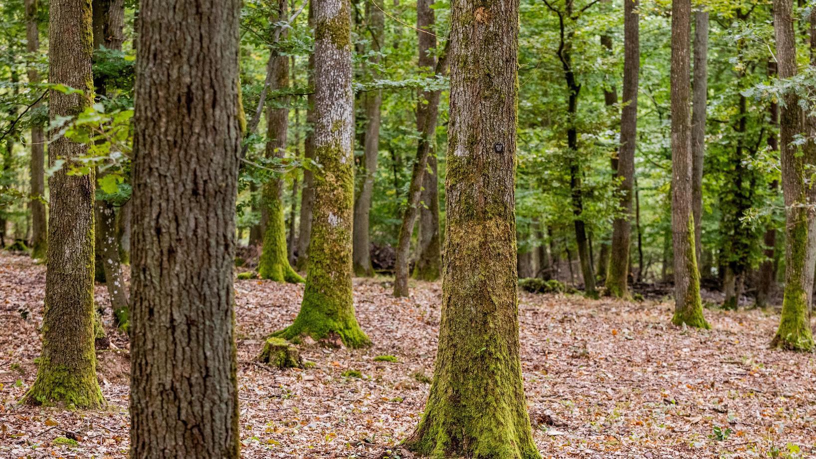 FriedWald Klüsserath, Mühlenweg in Klüsserath