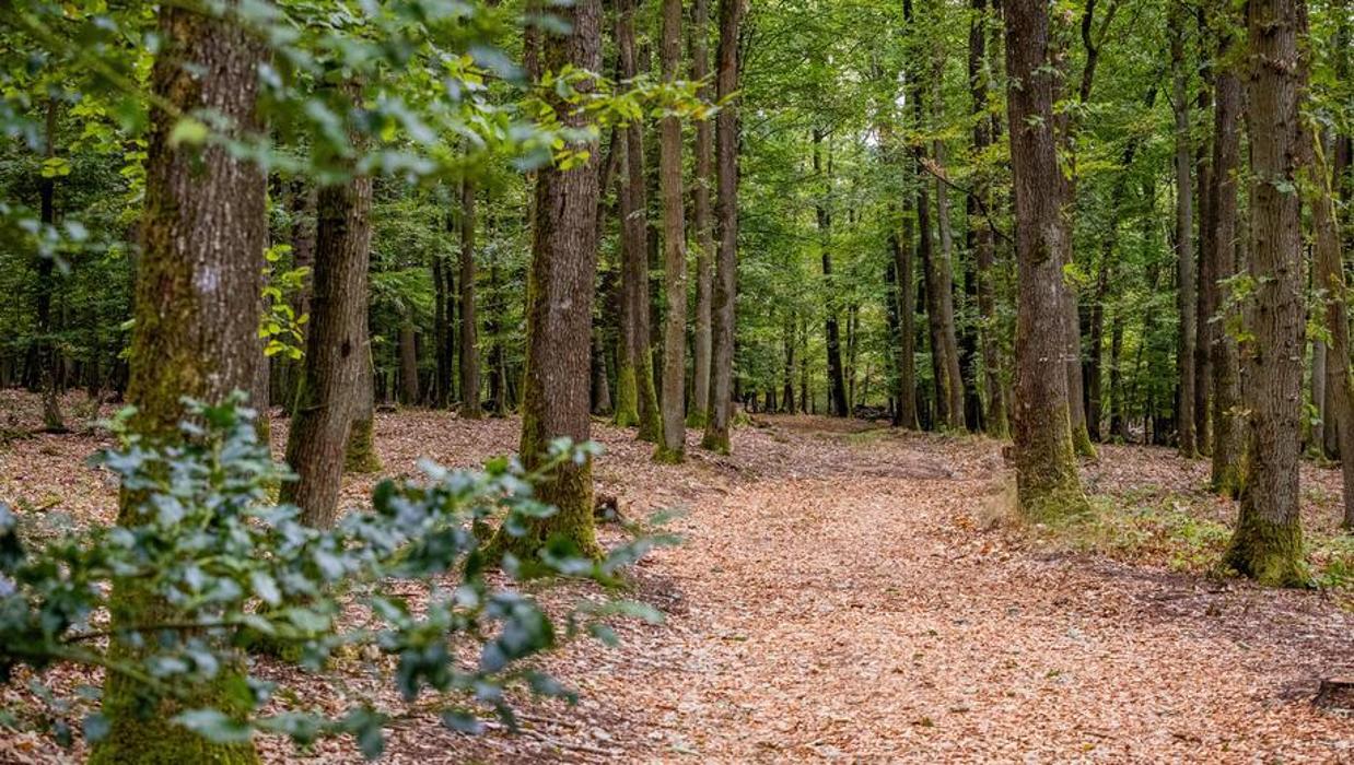 FriedWald Klüsserath, Mühlenweg in Klüsserath