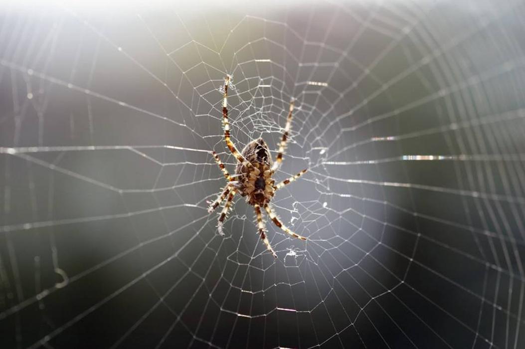 Humphreys Insect & Rodent, Inc. - Stirling, NJ