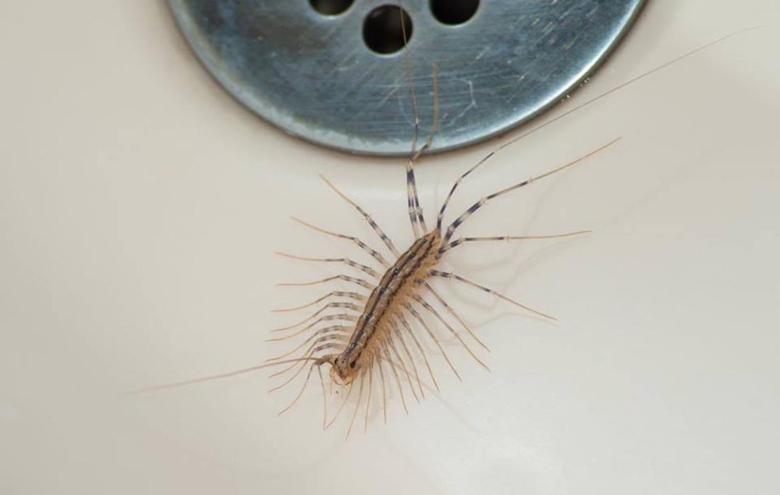 Humphreys Insect & Rodent, Inc. - Stirling, NJ