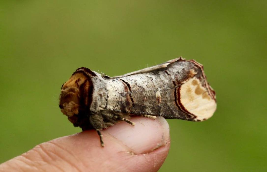 Humphreys Insect & Rodent, Inc. - Stirling, NJ