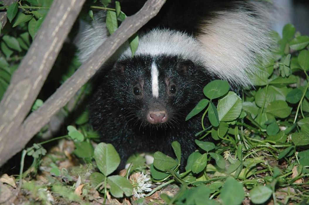 Humphreys Insect & Rodent, Inc. - Stirling, NJ