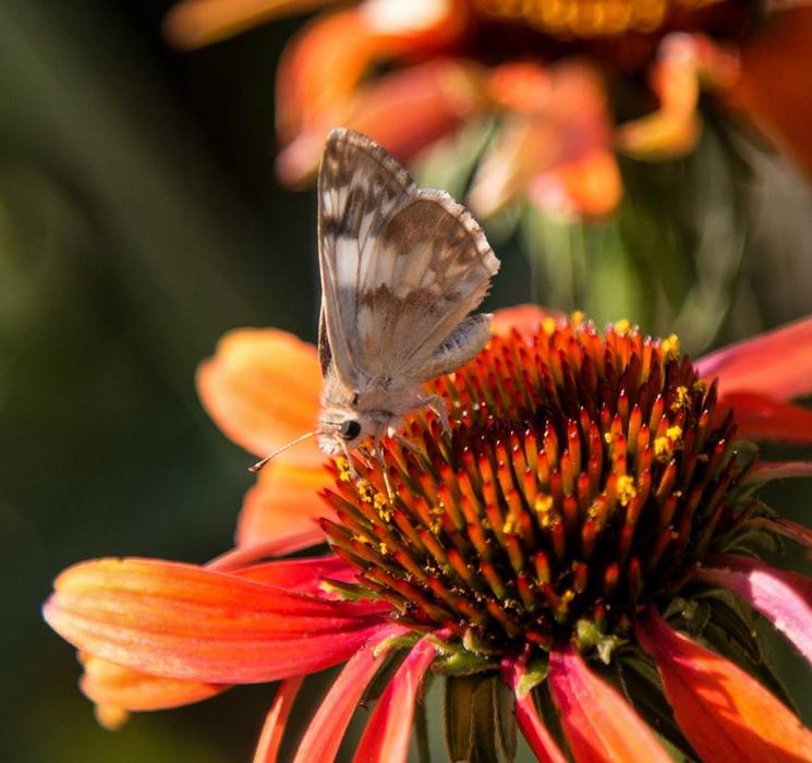 Humphreys Insect & Rodent, Inc. - Stirling, NJ