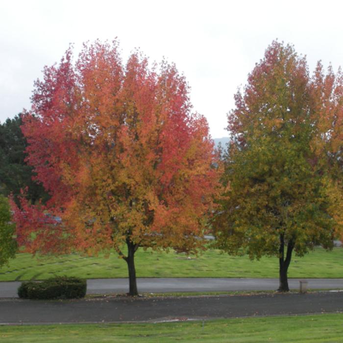 Rolling Hills Memorial Park - El Sobrante, CA