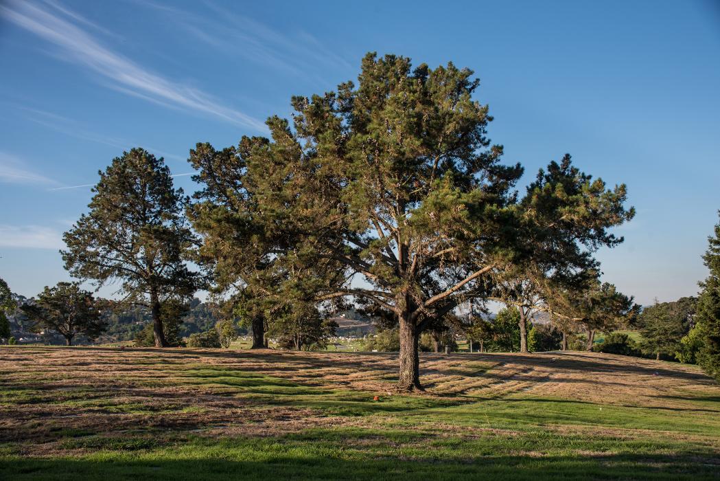 Rolling Hills Memorial Park - El Sobrante, CA