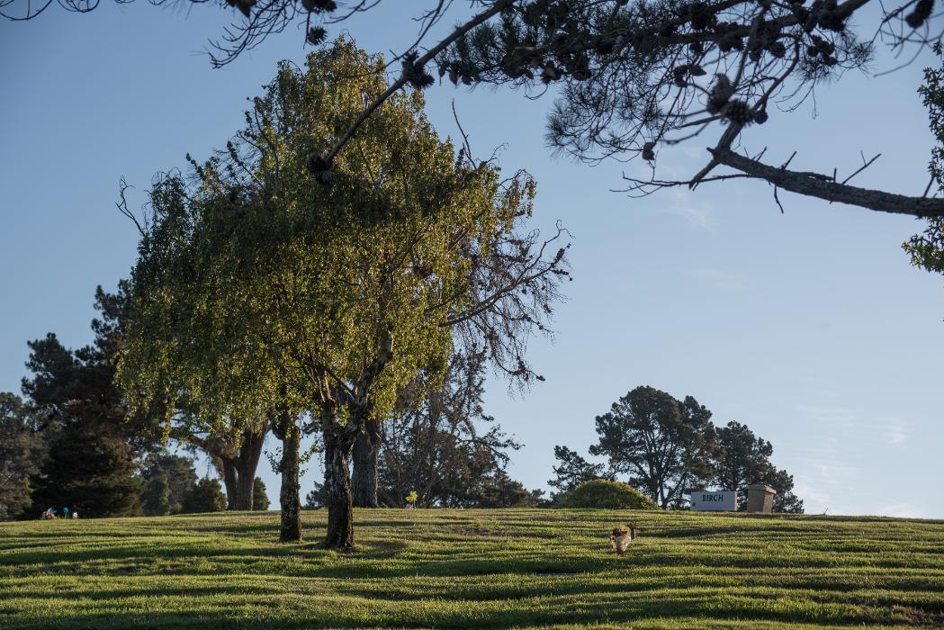 Rolling Hills Memorial Park - El Sobrante, CA