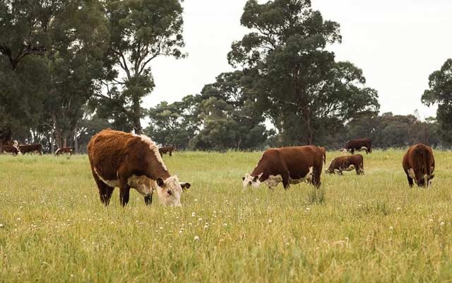 Teys Australia Pty Ltd