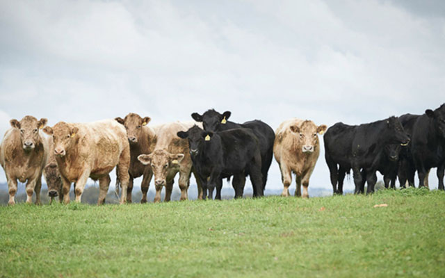 Teys Australia Pty Ltd