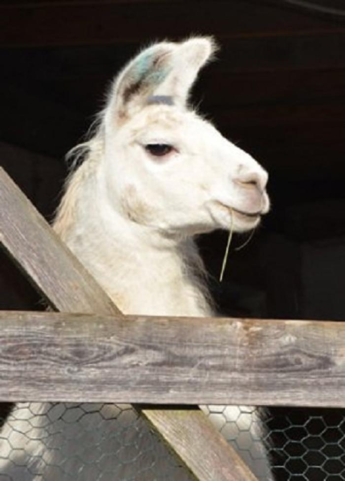 Kleintierzentrum Traisen, Mariazellerstraße in Traisen