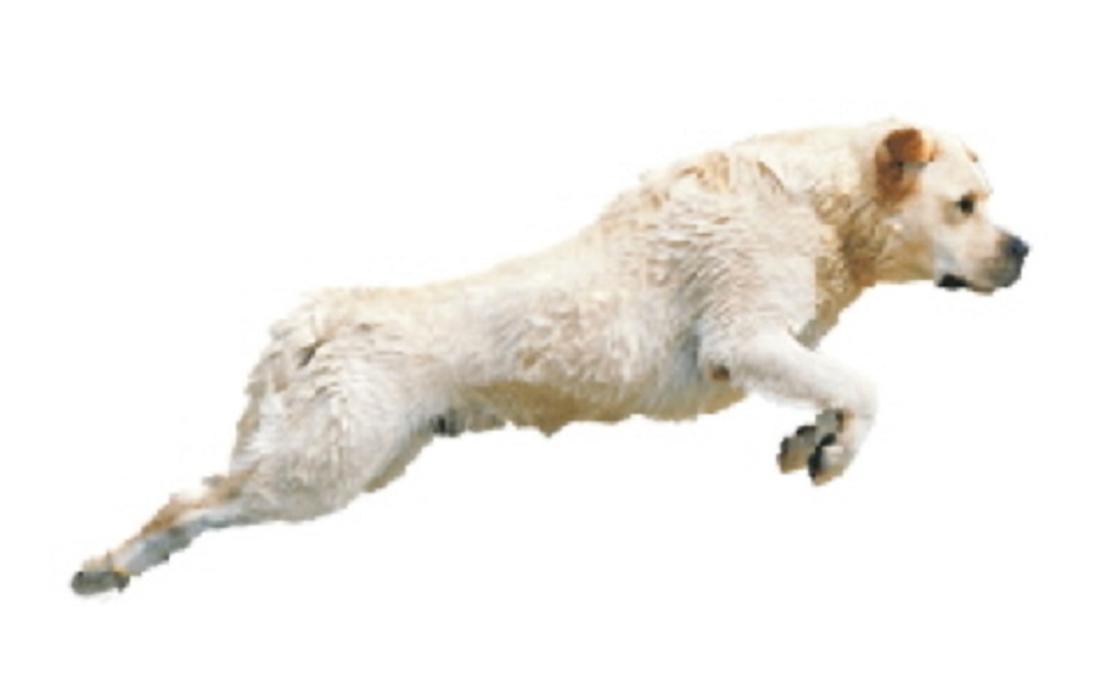 Kleintierzentrum Traisen, Mariazellerstraße in Traisen