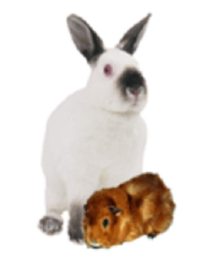 Kleintierzentrum Traisen, Mariazellerstraße in Traisen