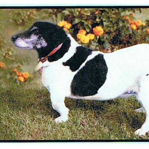 The Lord Whisky Animal Sanctuary Grooming For Dogs And
