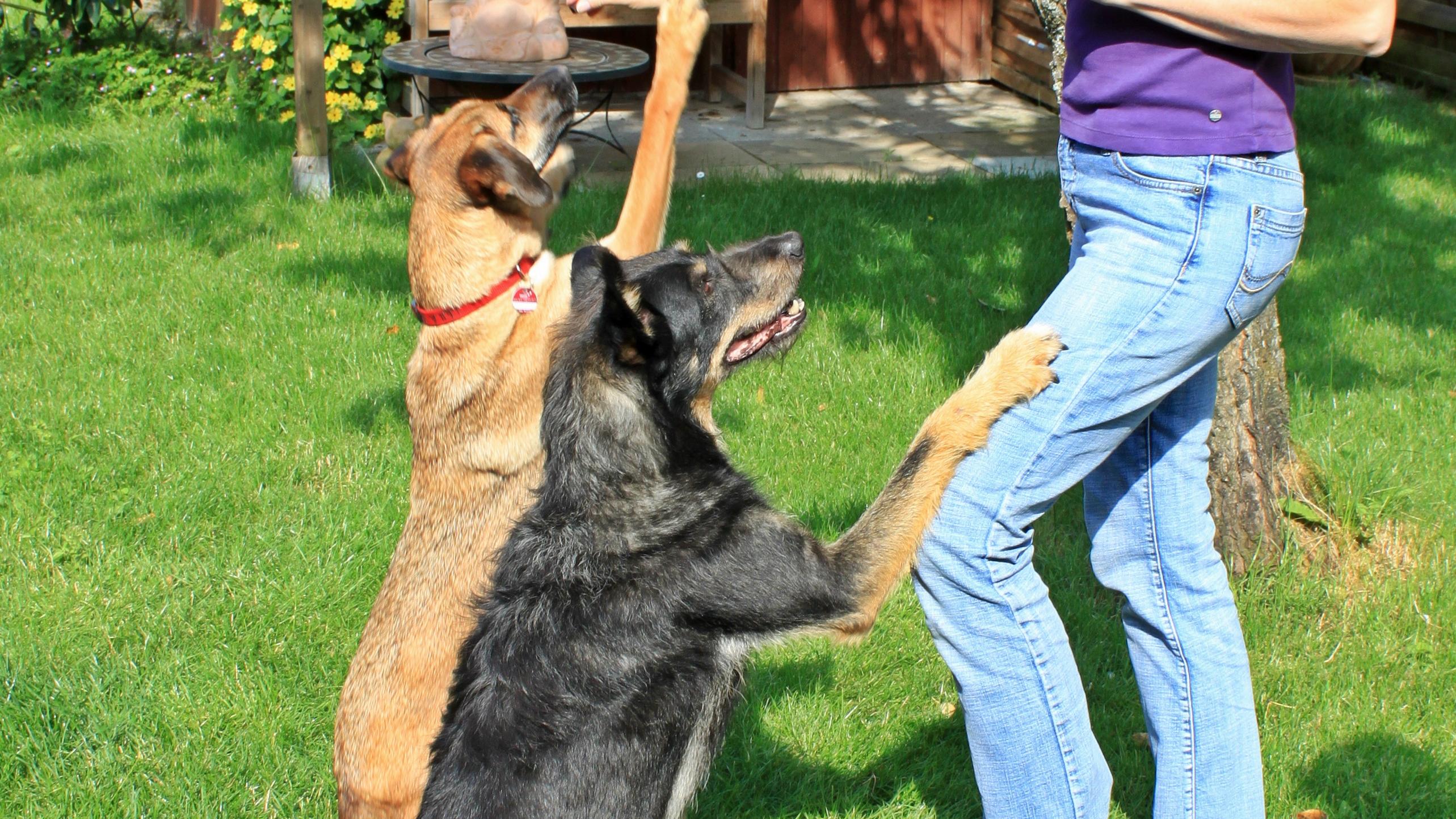 Hundeschule in München