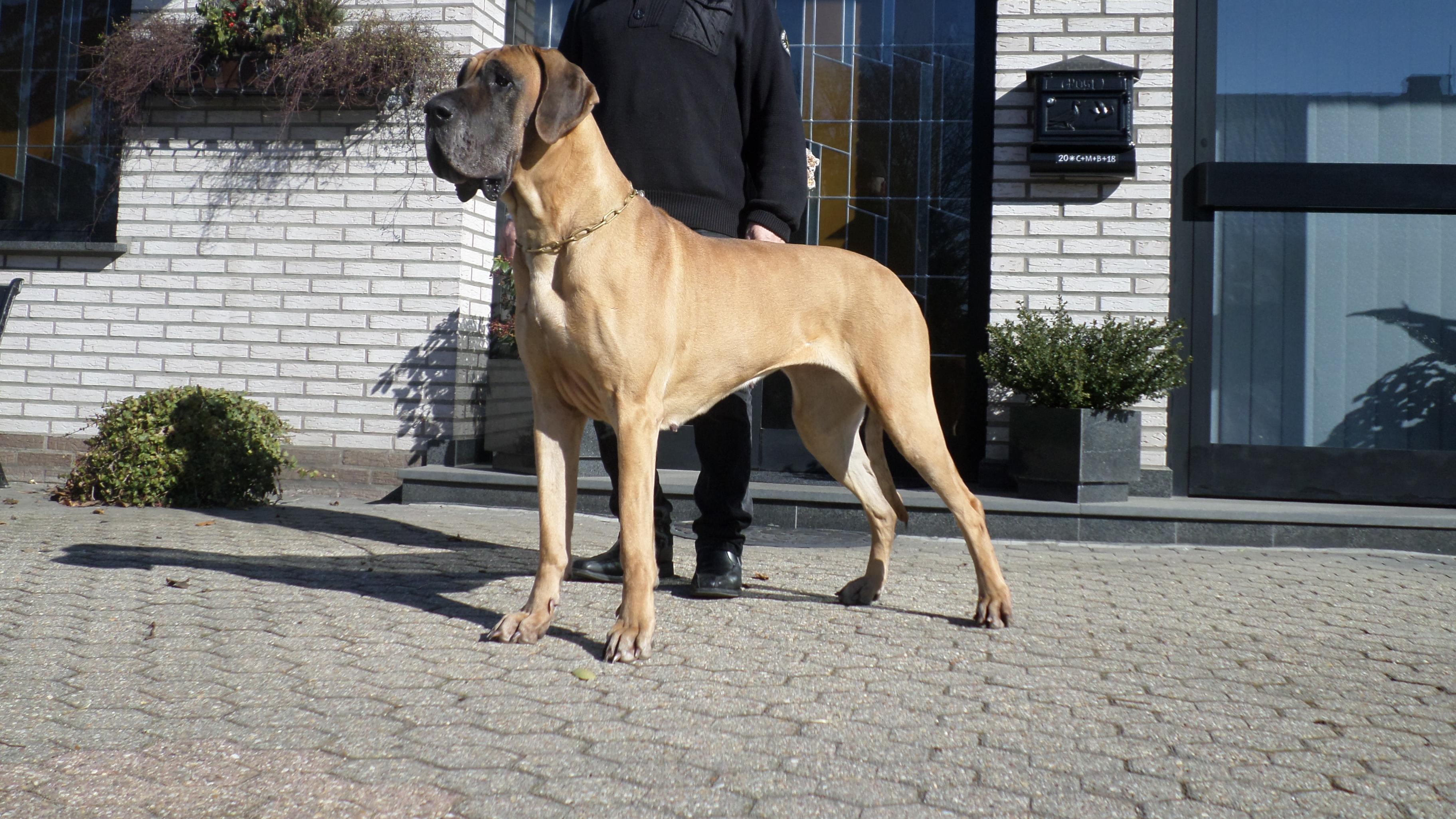 Doggenzucht vom Metropol, Hartweg in Waldfeucht