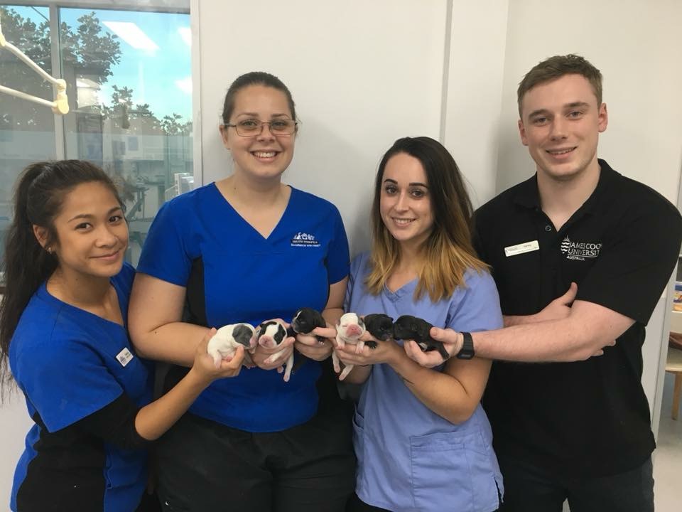 Greater Springfield Veterinary Springfield Hospital Barcoo Greater Springfield Veterinary Springfield Hospital Barcoo