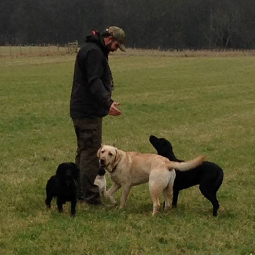 Chris Beech Dog Training And Walking Service Wakefield 07803 376460