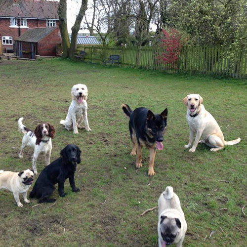 Chris Beech Dog Training And Walking Service Wakefield 07803 376460