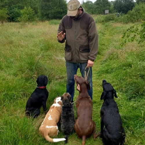 Chris Beech Dog Training And Walking Service Wakefield 07803 376460