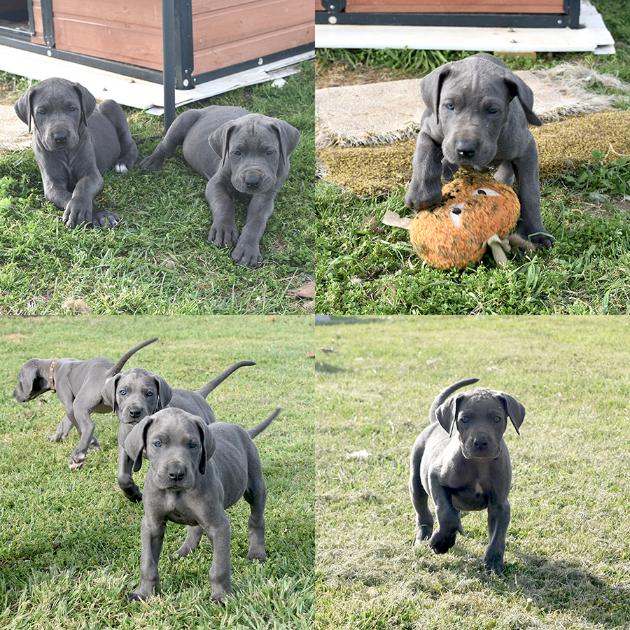 2016 Blue litter at 6-weeks-old. A new litter is due July 18, 2018. DeepSouthDanes.com