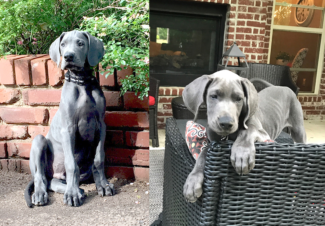 2017 Blue puppies sent from happy new owners. DeepSouthDanes.com