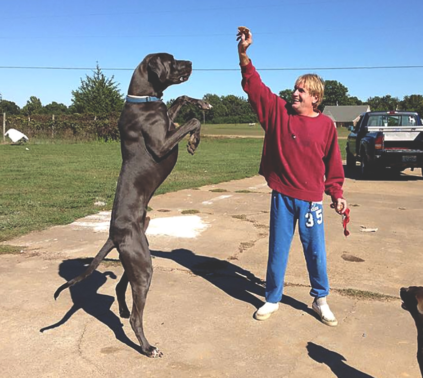 Our patriarch - 205 pound Jack Reacher now taller than the outstretched arm and hand. Big boy will do ANYTHING for pralines. DeepSouthDanes.com