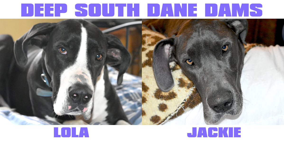 Deep South Dane Dams - dedicated to health, socialization and quality over quantity. DeepSouthDanes.com
