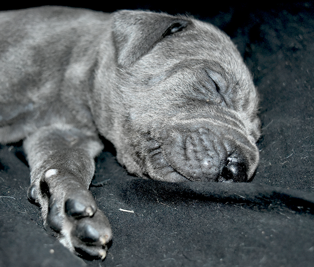 Healthy Blue puppies are a yearly constant and blessing.