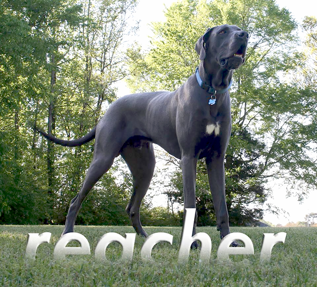 Jack Reacher standing in a classic Dane pose - proud and tall on his 1st birthday. DeepSouthDanes.com