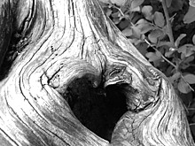 Waldfriedhof für Kleintiere in Neustrelitz