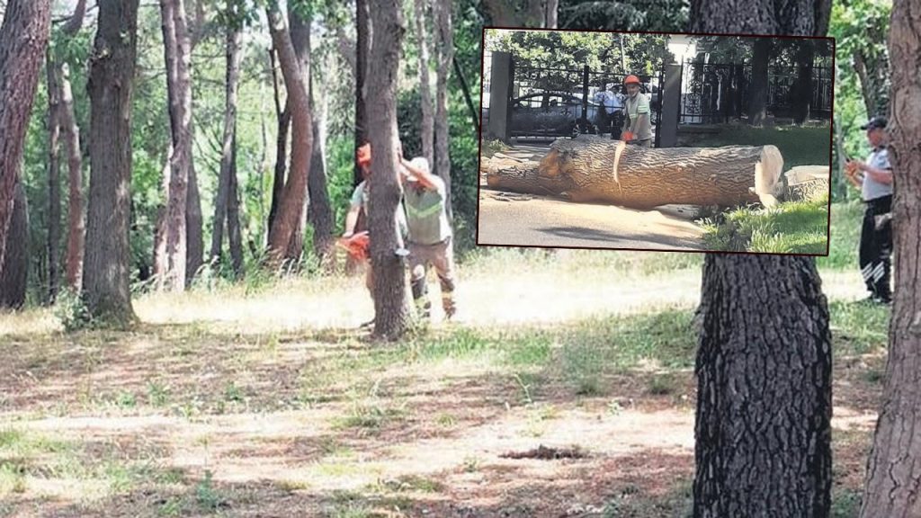 Emirgan Korusu'nda ağaç katliamı