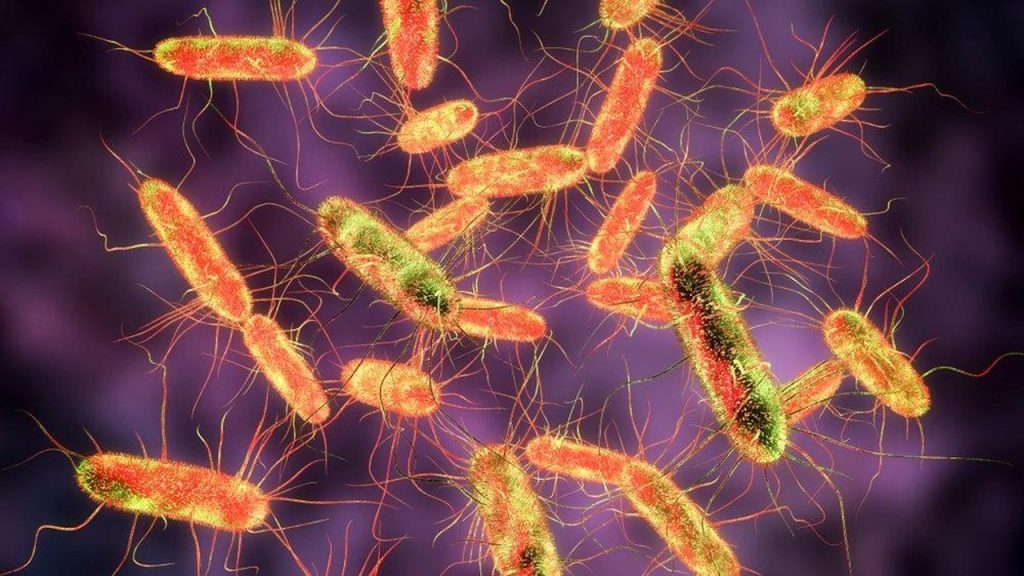 Antibiyotiğe dirençli tifo bütün dünyaya hızla yayılıyor