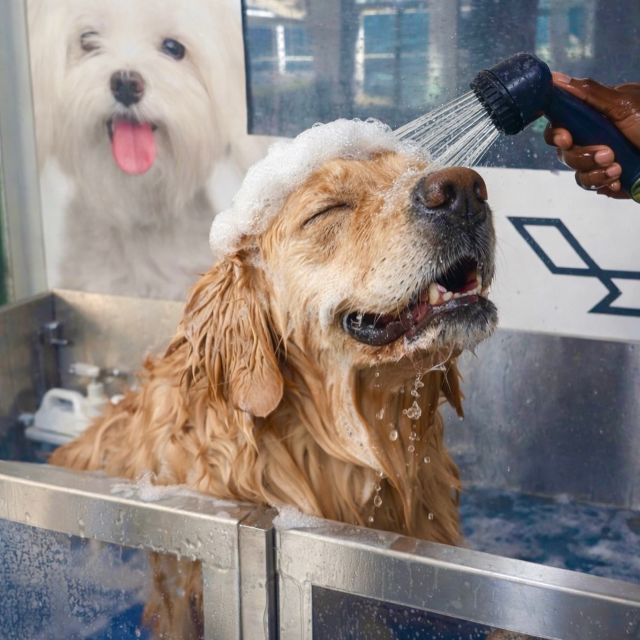 15% Off on Grooming Services discount at Animalia By Yara